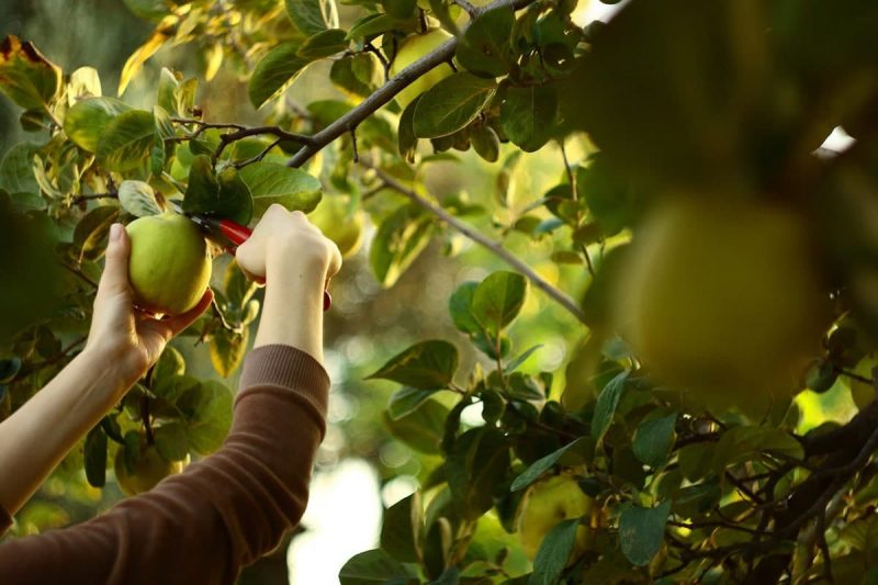 اطلاعات آماری صنعت کشت درخت میوه و میوه های مغز دار در کانادا