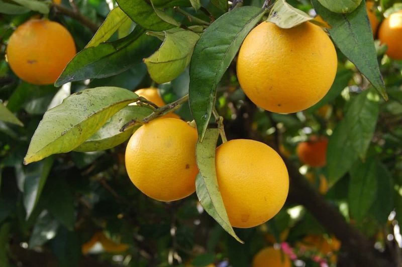 اطلاعات آماری صنعت کشت درختستان های پرتقال در کانادا