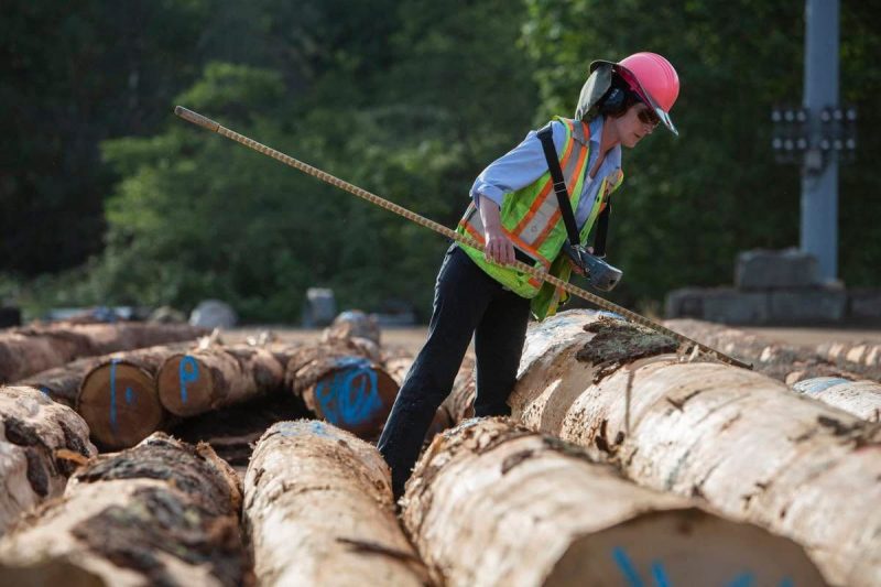 اطلاعات آماری صنعت درخت بری و الوار سازی در کانادا
