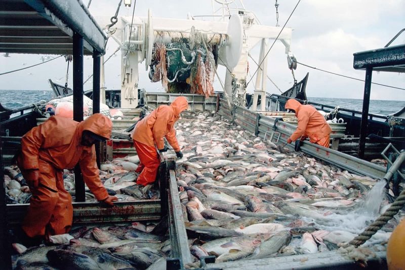 اطلاعات آماری صنعت ماهیگیری و شکار در کانادا