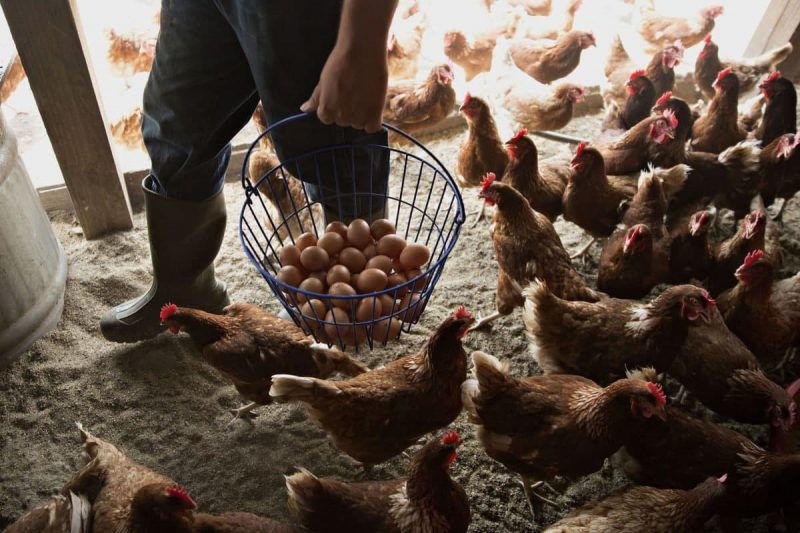 اطلاعات آماری صنعت مرغداری و تولید تخم مرغ در کانادا
