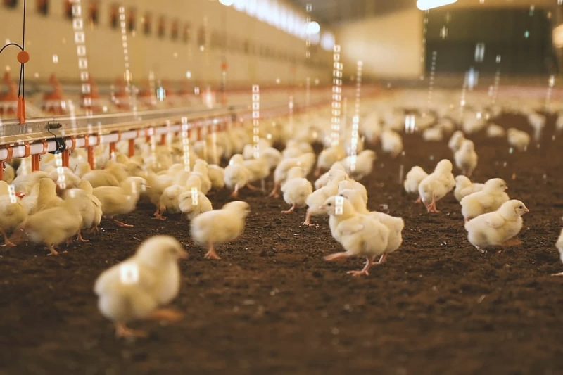 اطلاعات آماری صنعت تولید جوجه و دیگر انواع گوشت مرغ در کانادا