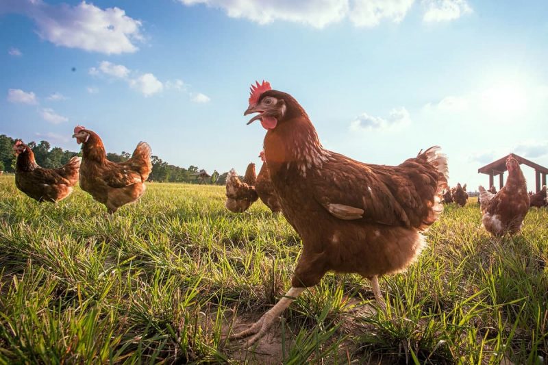 اطلاعات آماری صنعت تولید تخم مرغ در کانادا