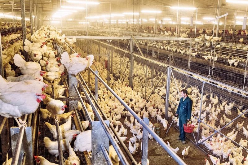 اطلاعات آماری صنعت مرغداری و جوجه کشی در کانادا