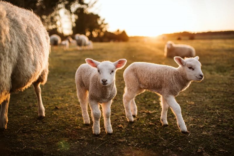 اطلاعات آماری صنعت پرورش گوسفند در کانادا